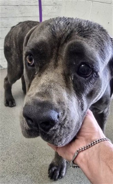 Photo of Sunflower, adoptable Mastiff in San Bernardino, California