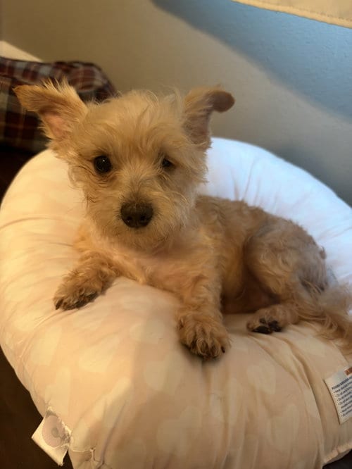 Photo of George, adoptable Yorkshire Terrier Yorkie in Spring, Texas