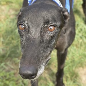 Photo of Worlds Collide, adoptable Greyhound in Grandville, Michigan