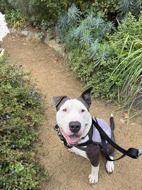 Photo of Blue, adoptable Pit Bull Terrier in Sacramento, California