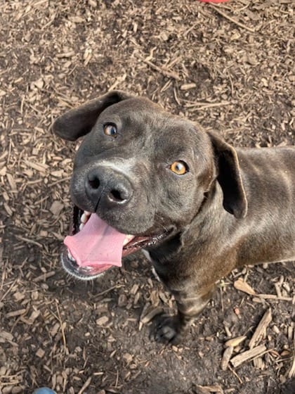 Photo of Soul, adoptable dog in Chamblee, Georgia