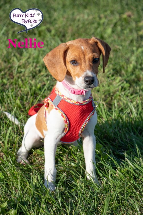 Photo of Nellie, adoptable Beagle in Lee's Summit, Missouri