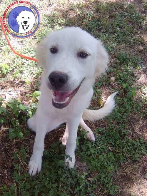 Photo of Nelly, adoptable Great Pyrenees in Spring, Texas