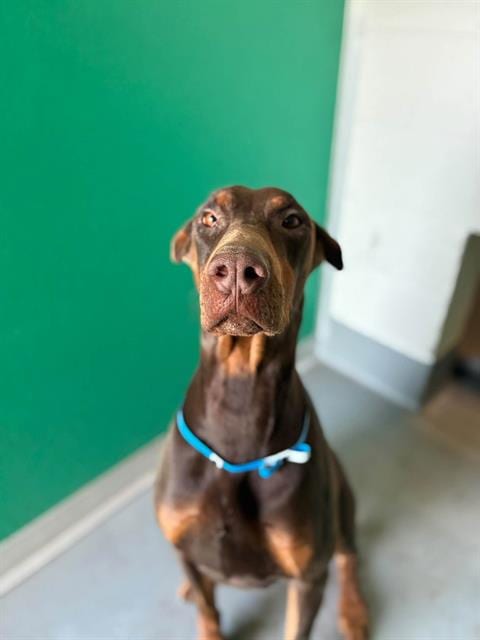 Photo of Archibald, adoptable Doberman Pinscher in Visalia, California
