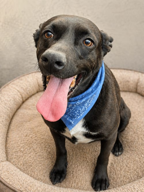 Photo of Bebo, adoptable Black Labrador Retriever in Inglewood, California