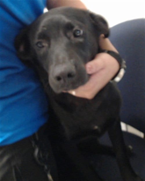 Photo of Oingo Boingo, adoptable Labrador Retriever in Fayetteville, North Carolina