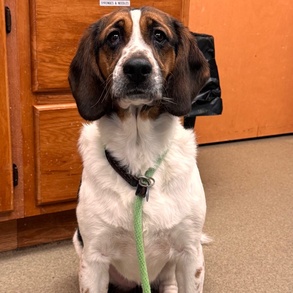 Photo of Lovelace, adoptable Spaniel, English Springer / Mix in Birdsboro, Pennsylvania