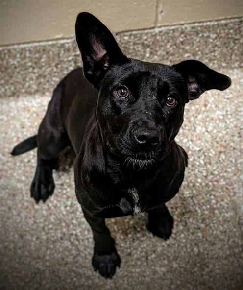 Photo of Jenny, adoptable Labrador Retriever in Clyde, North Carolina