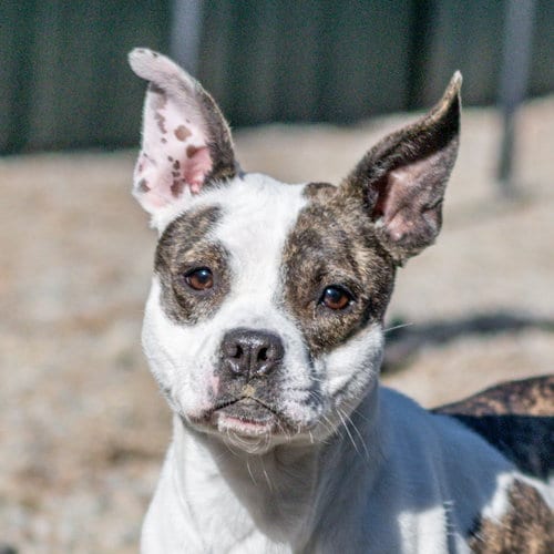 Photo of Shenzi, adoptable Boston Terrier in Hilton Head, South Carolina