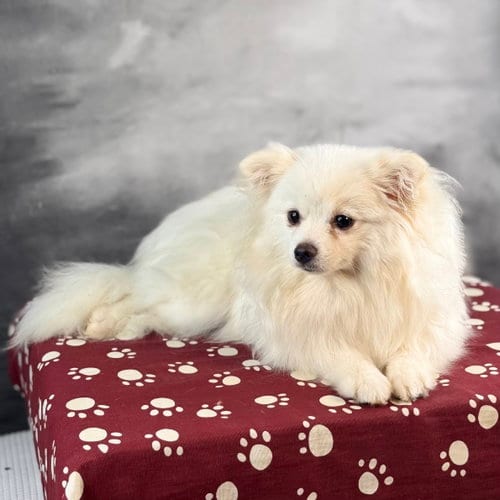 Photo of Vanilla, adoptable Pomeranian in Garland, Texas