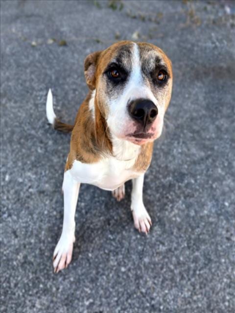 Photo of Sally Ride, adoptable Staffordshire Bull Terrier in Houston, Texas