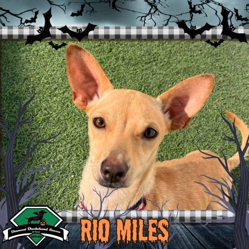Photo of Rio Miles, adoptable Dachshund in San Antonio, Texas