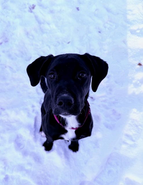 Photo of Daisy, adoptable Pit Bull Terrier in Princeton, Minnesota