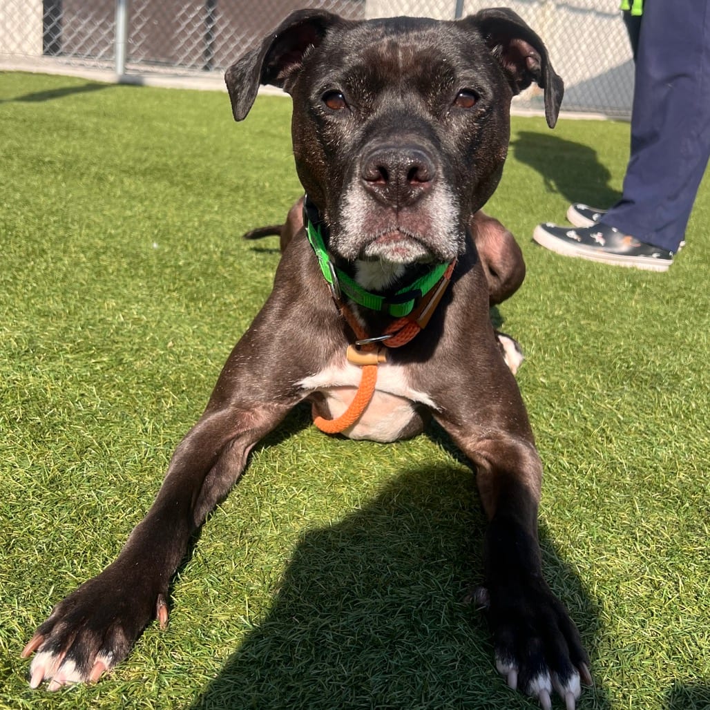 Photo of Chevy Rose, adoptable Retriever, Black Labrador / Terrier, Pit Bull in Hayden, Idaho