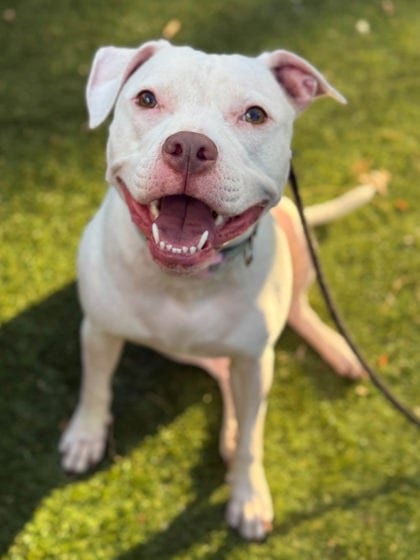 Photo of Honey Crisp (Roxy), adoptable dog in Baltimore, Maryland