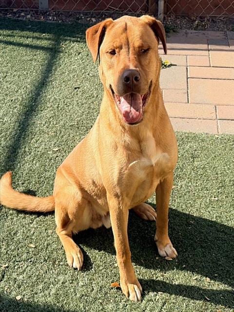 Photo of Montana, adoptable Labrador Retriever in Salinas, California