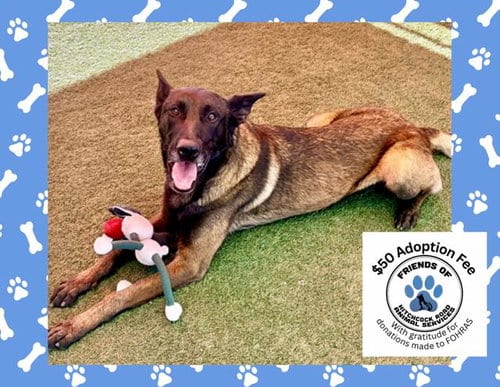 Photo of Rudy, adoptable Belgian Shepherd Malinois in Salinas, California