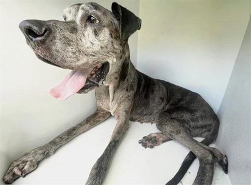 Photo of Belle, adoptable Great Dane in Houston, Texas