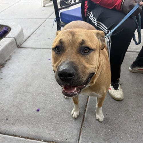 Photo of Duke, adoptable Pit Bull Terrier in Alameda, California