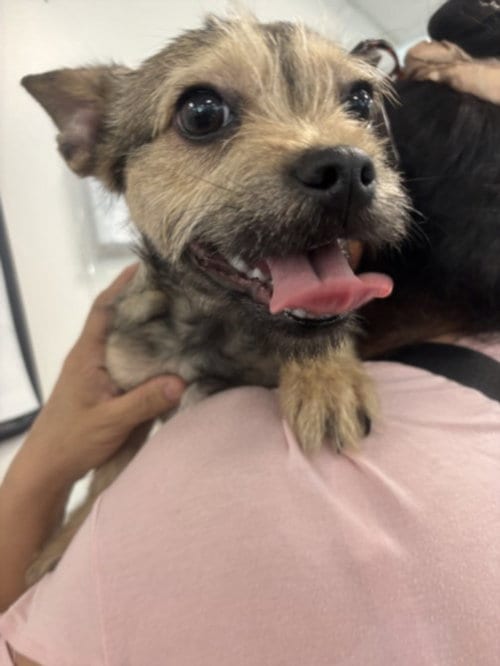 Photo of Lucas, adoptable Border Terrier in Van Nuys, California