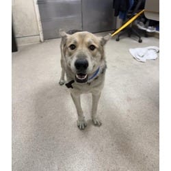 Photo of Speedy, adoptable Shepherd (Unknown Type) in Jurupa Valley, California