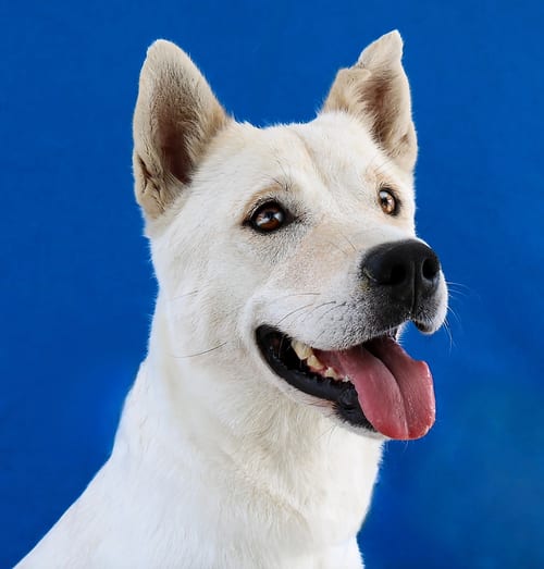 Photo of Linda, adoptable Labrador Retriever in Pasadena, California