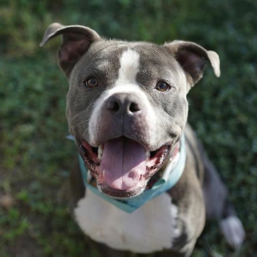 Photo of Rocky, adoptable American Staffordshire Terrier in San Antonio, Texas