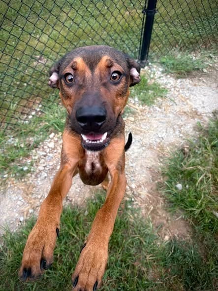 Photo of Crowley, adoptable Mixed Breed in Greensburg, Indiana