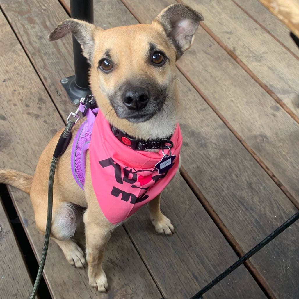 Photo of Glory, adoptable Chihuahua / Mixed Breed (Medium) in San Francisco, California
