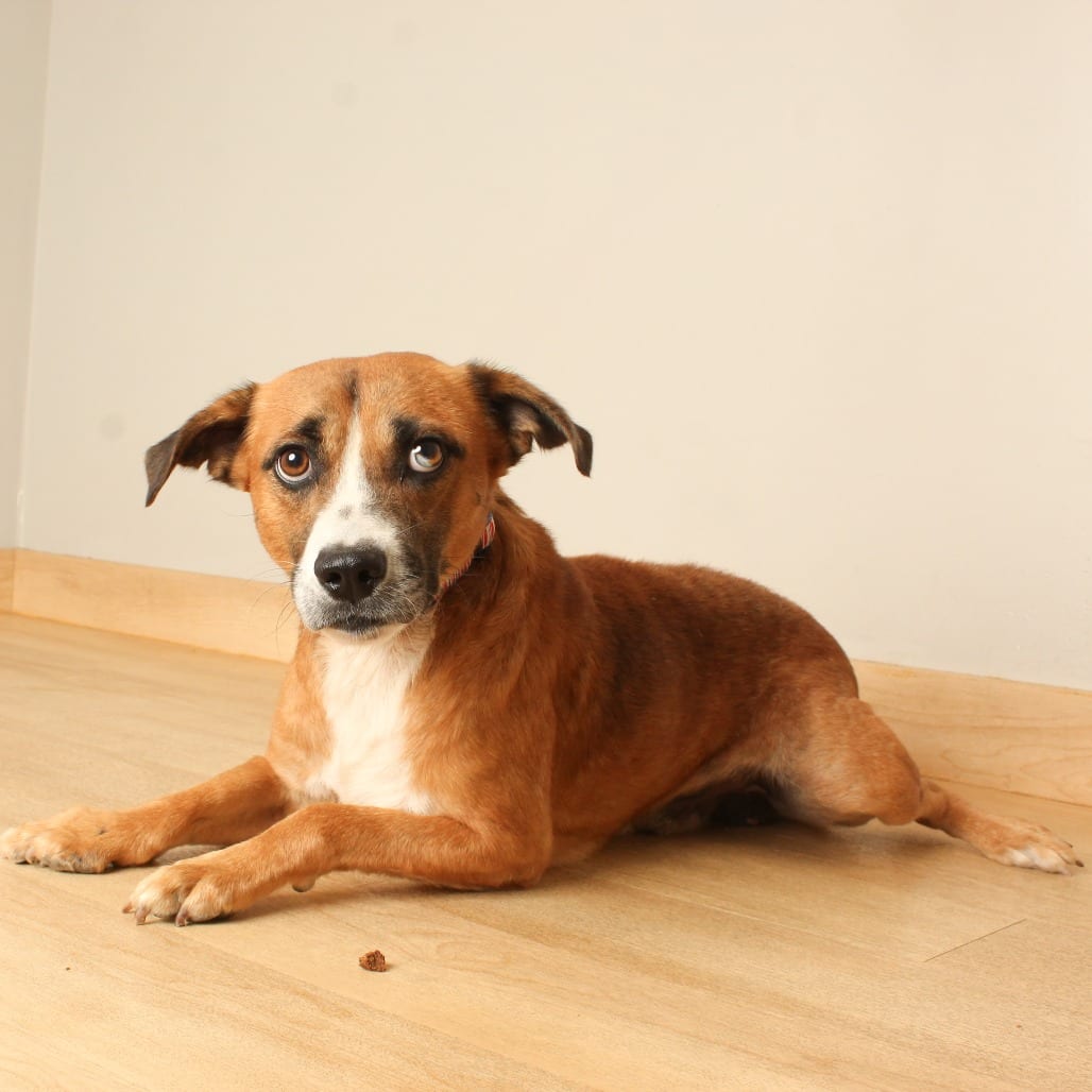 Photo of Barry D71193, adoptable Beagle / Mixed Breed (Medium) in Minnesota, Minnesota