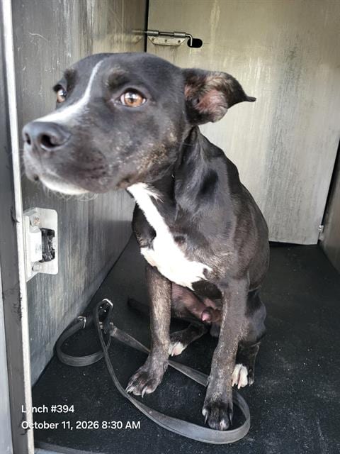 Photo of Kahlua, adoptable American Staffordshire Terrier in San Antonio, Texas
