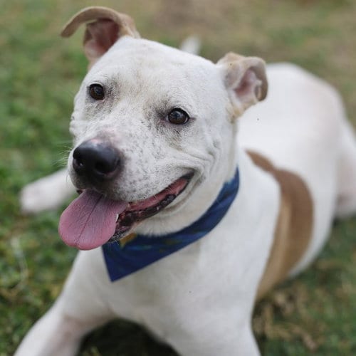 Photo of Vetle, adoptable American Staffordshire Terrier in San Antonio, Texas