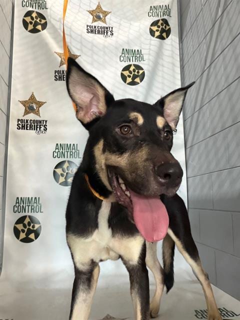 Photo of Ghost, adoptable German Shepherd Dog in Winter Haven, Florida