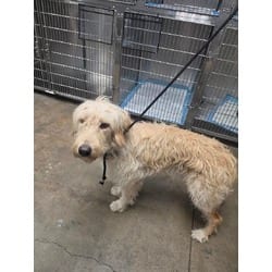Photo of Star Dust, adoptable Golden Retriever Poodle (Standard) in Chatsworth, California