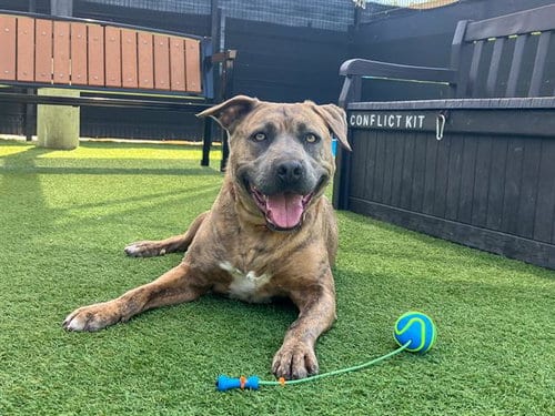 Photo of Banner, adoptable Pit Bull Terrier in Orange, California