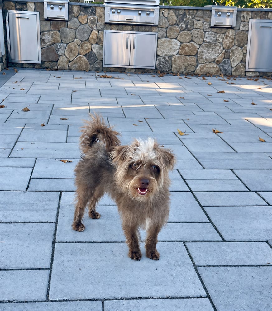 Photo of Tony, adoptable Schnauzer (Miniature) in Oak Bluffs, Massachusetts