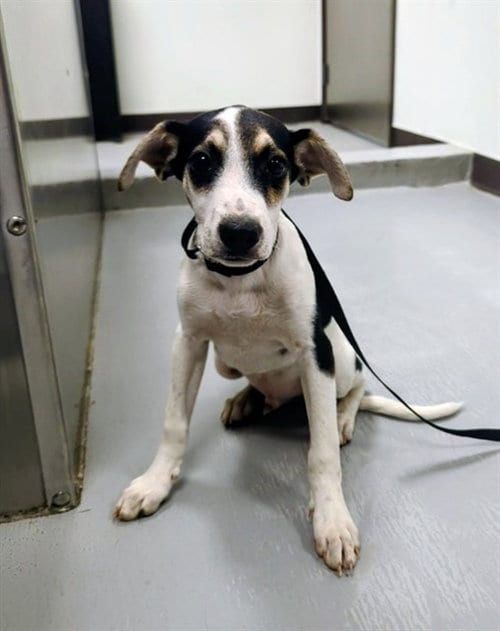 Photo of A172056, adoptable Border Collie in Bakersfield, California