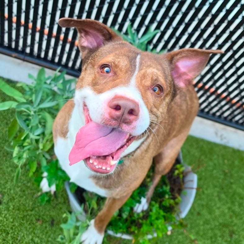 Photo of Lady Flora, adoptable Mixed Breed (Medium) in Greensboro, North Carolina
