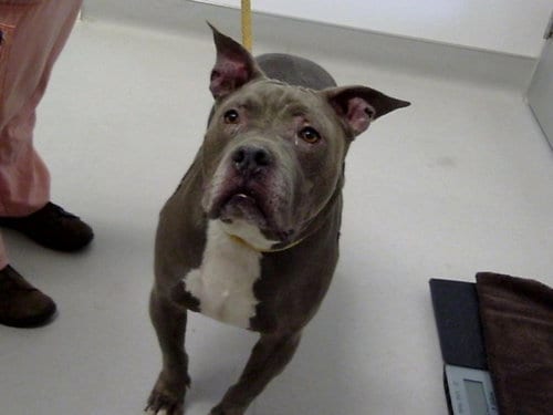 Photo of Bella, adoptable Staffordshire Bull Terrier in Mesa, Arizona