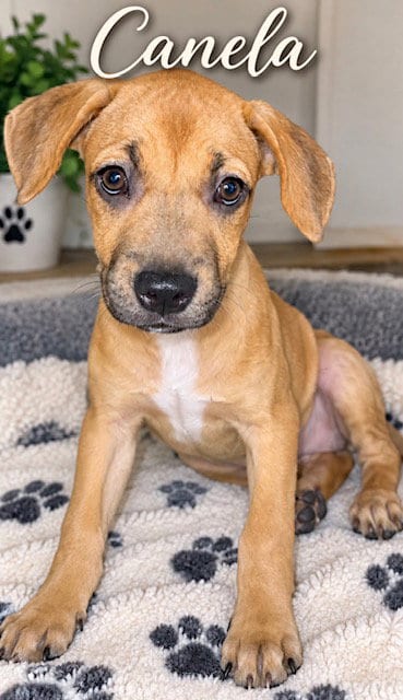 Photo of Honey aka Canela, adoptable Black Mouth Cur in MIDWAY, Utah