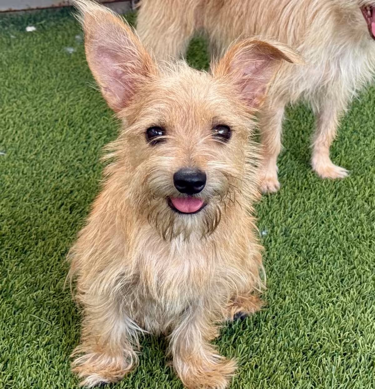 Photo of Buck, adoptable Terrier (Unknown Type, Medium) Mixed Breed (Small) in Hondo, Texas