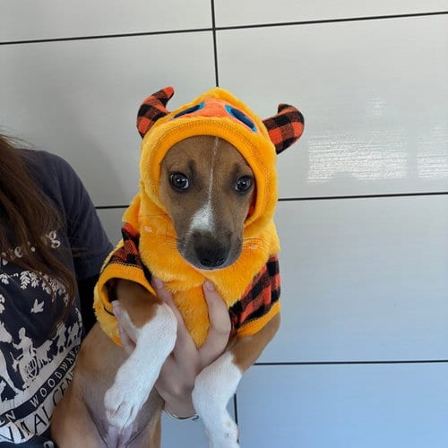 Photo of Witch, adoptable Unknown breed in Rancho Santa Fe, California