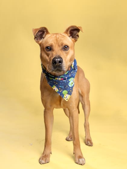 Photo of Patrick Paws, adoptable dog in Atlanta, Georgia
