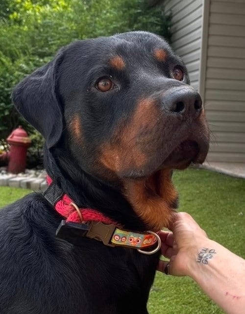 Photo of Ben, adoptable Rottweiler in Mooresville, North Carolina