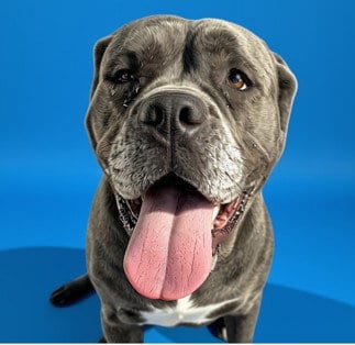 Photo of Edith, adoptable Mastiff in Tracy, California