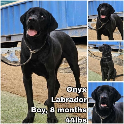 Photo of Onyx from Korea, adoptable Labrador Retriever in Federal Way, Washington