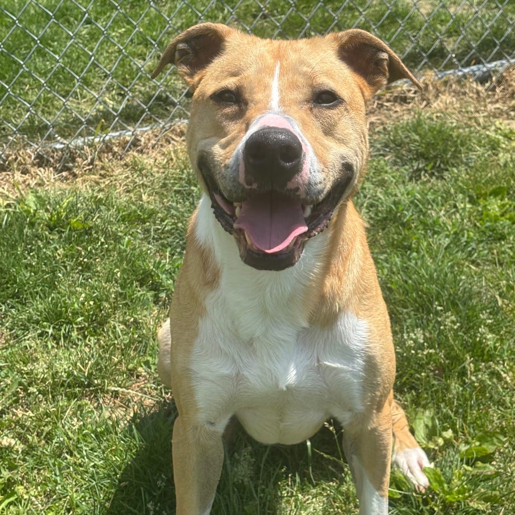 Photo of Jeffrey, adoptable Retriever, Labrador / Hound in Marshalltown, Iowa