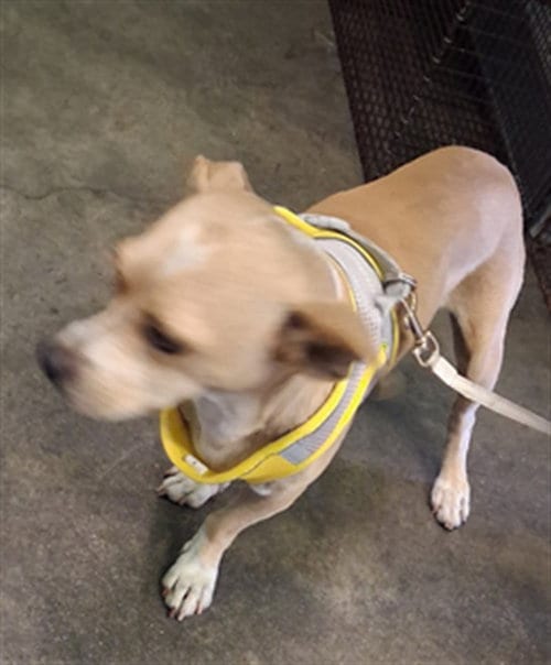 Photo of Sandwich, adoptable Chihuahua in Los Angeles, California