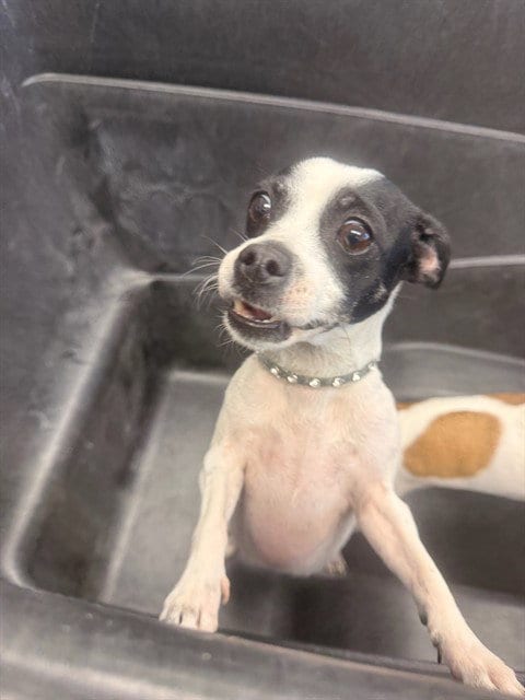Photo of Miriam, adoptable Chihuahua in Mesa, Arizona
