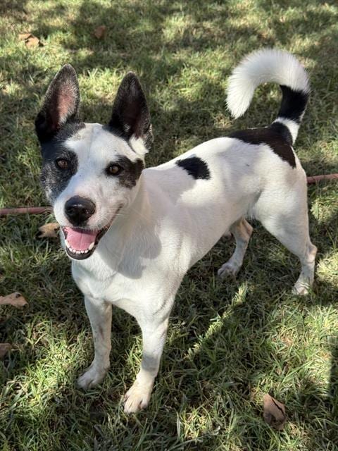 Photo of Tobby, adoptable Labrador Retriever in Riverside, California
